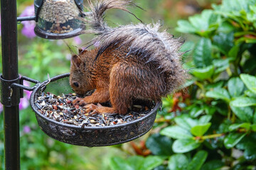 Eichhörnchen im Regen