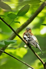 bird, natur, robin, wild lebende tiere, spatz, ast, tier, baum, wild, schnabel,