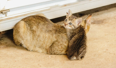 Kittens and mother cats on cement ground