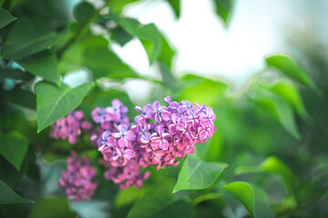 A Bush of purple lilac