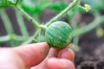 Closeup of growing small green striped watermelon in farmer's hand.