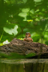 bird, robin, ast, natur, baum, wild lebende tiere, tier, rot, gering, wild,