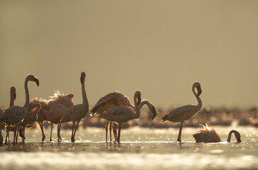 A backlit image of Lesser Flamingos at Lake Bogoria, Kenya