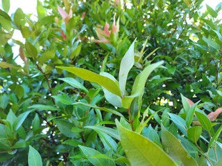 Christiana Tree Scientific name Syzygium australe. The young leaves that are red, yellow and orange look beautiful, are trees that are mentally valued.
