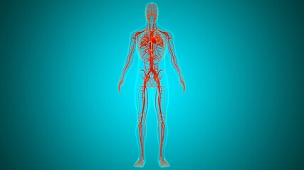 Human Heart With Circulatory System Anatomy For Medical Concept 3D