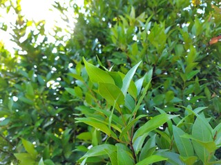 Christiana Tree Scientific name Syzygium australe. The young leaves that are red, yellow and orange...