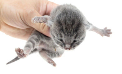 Little newborn kitten in hand