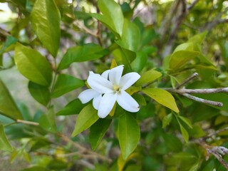 White flower Murraya paniculata or Orang Jessamin on tree
