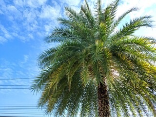 Fototapeta na wymiar Date palm Scientific name Phoenix sylvestris. The tip is tapering. The base of the leaf is wedge shaped, the leaf is thick, hard, grayish green, pointed around the axis. The base of the leaf is yellow