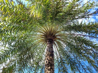 Date palm Scientific name Phoenix sylvestris. The tip is tapering. The base of the leaf is wedge...