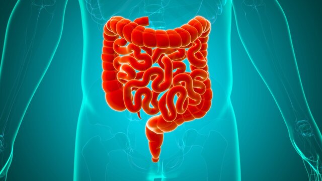 Small and large Intestine 3D Illustration Human Digestive System Anatomy