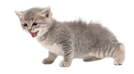 Obraz premium Little fluffy kitten isolated on a white