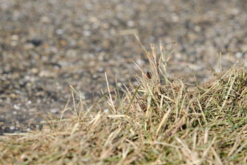 Beautiful nature background with a ladybug on grass and clover leaves outdoors in summer, close-up macro. Template for design