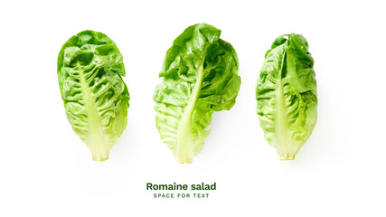 Fresh romaine salad isolated