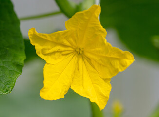 Yellow flowers on the branches of a cucumber