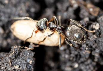 White ant eggs in nature.