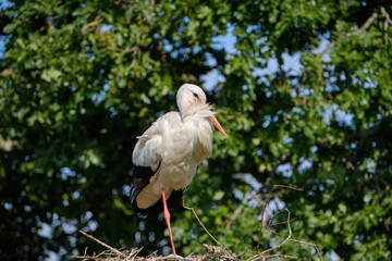 A stork stands in its nest on one leg, fresh green leafs and a blue sky in background. copy-space