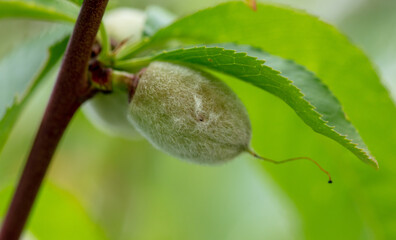 Little peaches on a tree in the vegetable garden.