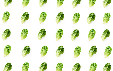 Fresh romaine salad isolated