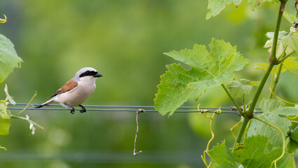 bird, natur, wild lebende tiere, tier, 
