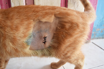 Close up of domestic cat shaved hair wound with stitches after sterilization surgery.