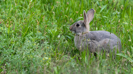 hase, hase, gras, tier, wild, feldhase, hübsch, ostern, säugetier, ohr, wild lebende tiere, green,