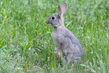 hase, hase, gras, tier, wild, feldhase, hübsch, ostern, säugetier, ohr, wild lebende tiere, green,
