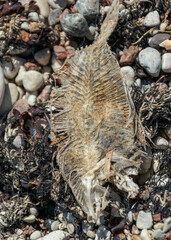 dead fish skeleton fragments on a pebble background, Baltic Sea coast, Estonia