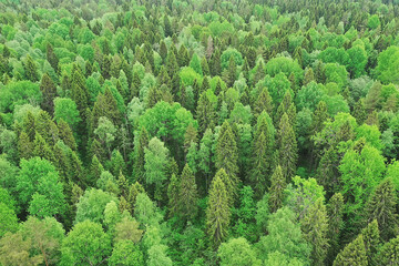 forest top view, landscape panorama view of summer forest with quadrocopter aerial view