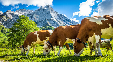 Fototapeta na wymiar nice cow at the eng alm in austria