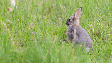 hase, hase, gras, tier, wild, feldhase, hübsch, ostern, säugetier, ohr, wild lebende tiere, green,