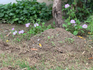part of the garden in early spring, selective focus