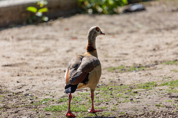 Egyptian goose walk in park