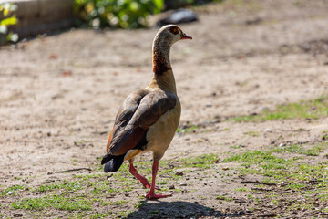 Egyptian goose walk in park