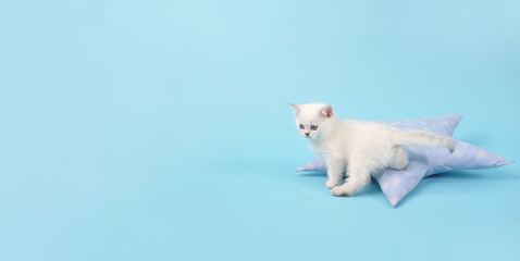 Funny white kitten sitting next to a pillow on a blue background with a copy space, studio photography