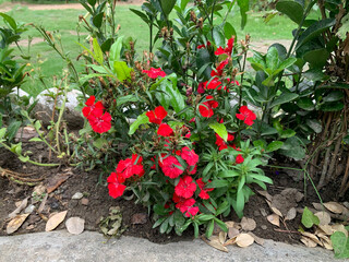 small red flowers of the plant near the path