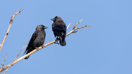 bird, natur, wild lebende tiere, tier, black, ast, krähe, wild, 