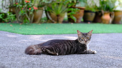  Grey Cat on the Street