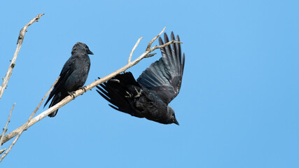 bird, natur, wild lebende tiere, tier, black, ast, krähe, wild, 
