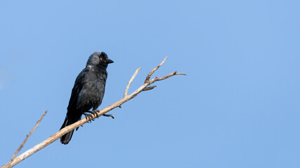 bird, natur, wild lebende tiere, tier, black, ast, krähe, wild, 