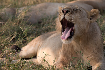 Naklejka na ściany i meble A Lion in Tanzania yawning.