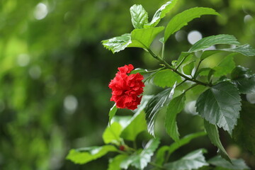 Red hibiscus flower in the garden