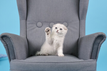 Scottish fold breed white kitten, in a gray armchair, raising his foot up, studio photography