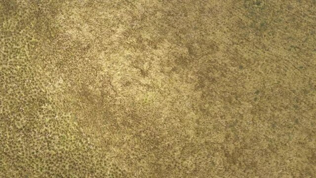Bird eye view of high yellow grass that can be found at high altitudes in the andean mountains of south america
