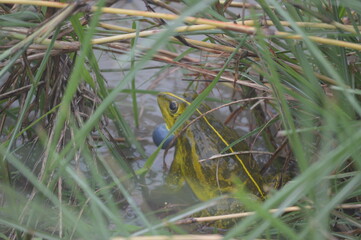 Asian Bullfrog croaking behind the grasses