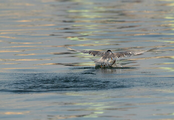Lesser Crested Tern trying to hold a fish at Busaiteen coast, Bahrain