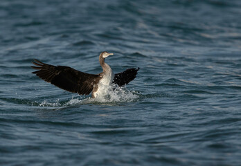 Socotra cormorants at Busaiteen coast, Bahrain