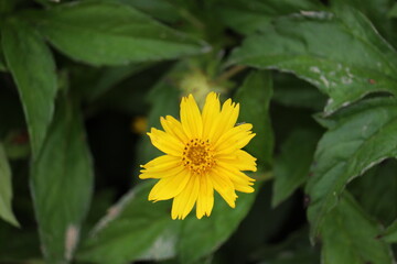 Yellow flower with green leaves
