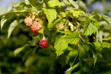 Berries ripen on a raspberry bush
