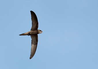 Pallid swift flying at Busiateen coast of Bahrain